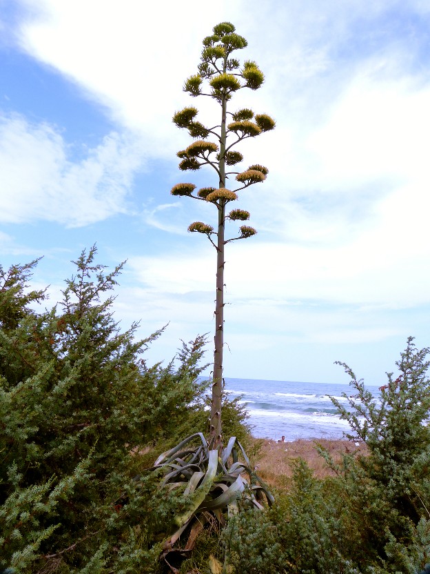 Agave americana / Agave